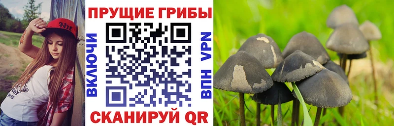 Галлюциногенные грибы GOLDEN TEACHER  где найти наркотики  Камешково 